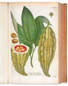 Cacao Tree Image